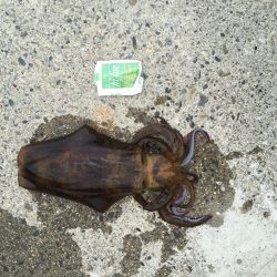 串本でヤエンで1kアオリ♪